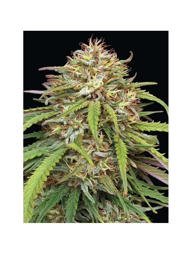 Ed Rosenthal's Super High Life, Фасовка: 3, изображение 2